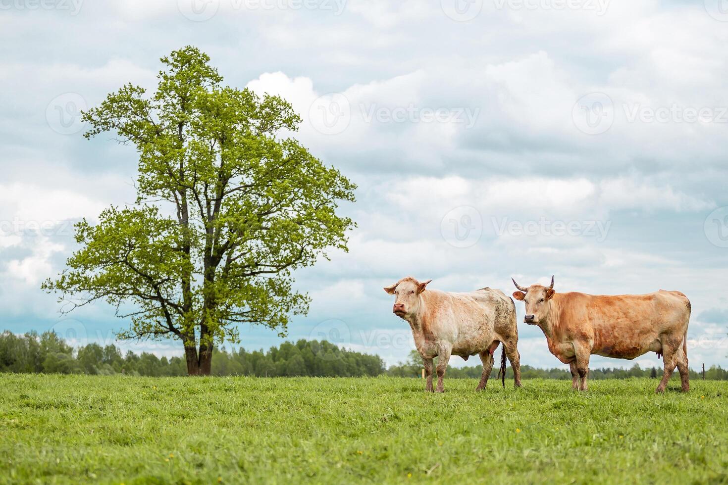 Two Cows in a Grassy Field with a Large Tree and Cloudy Sky photo
