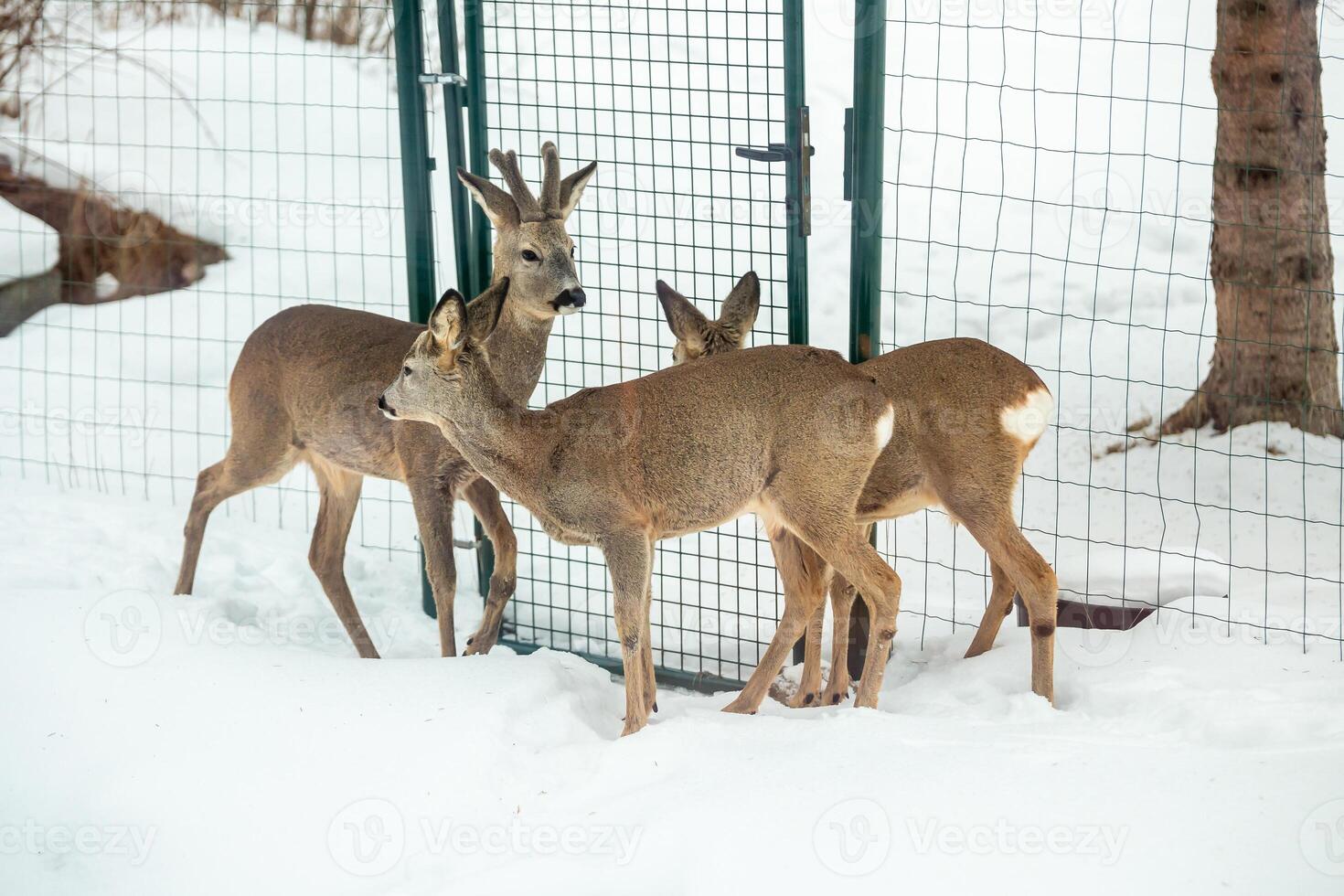 Deer Gather Near Green Metal Fence Gate in Snowy Winter Landscape photo