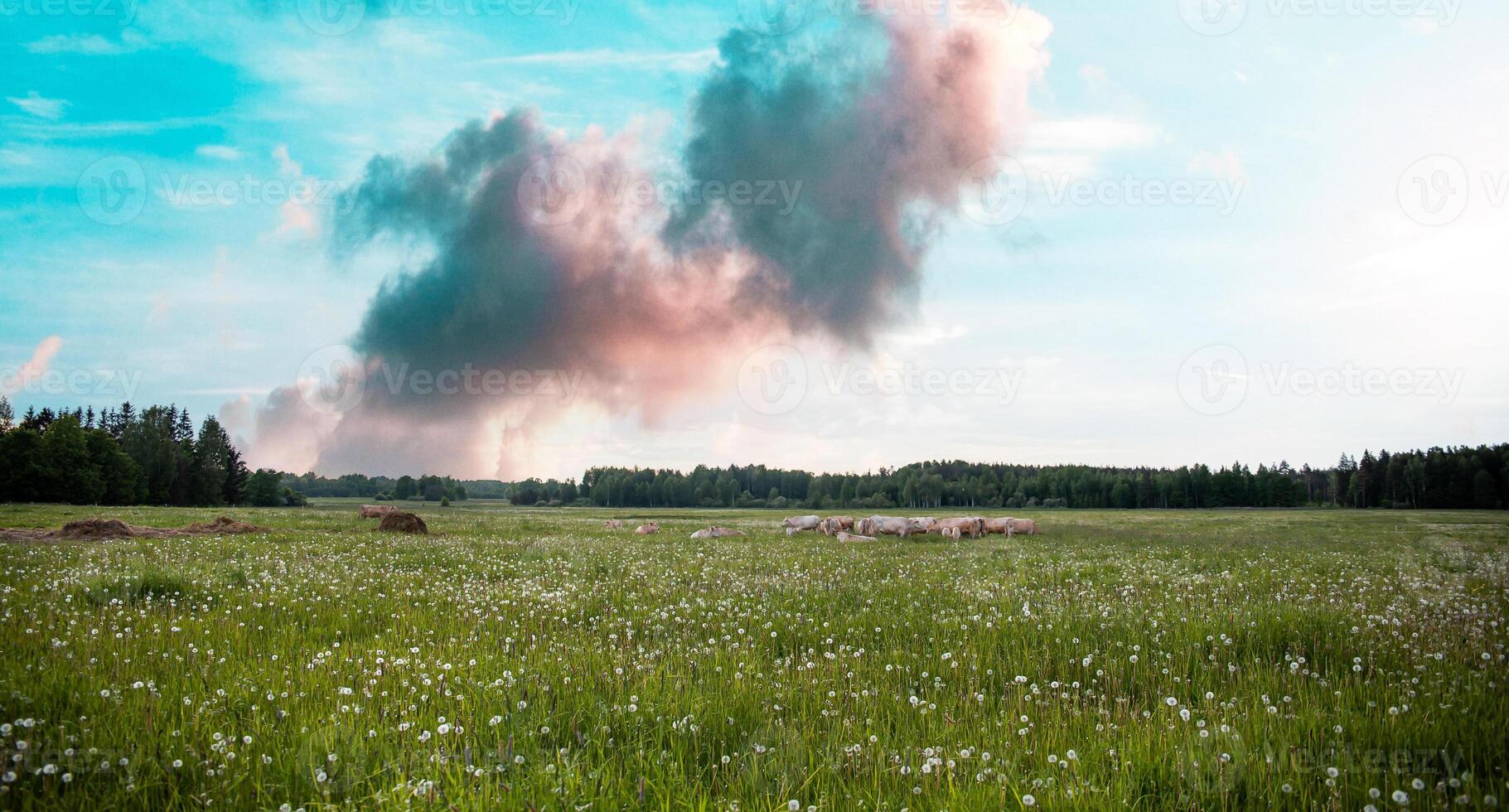 Open Field with Dandelions, Grazing Sheep, and Cloudy Sky photo