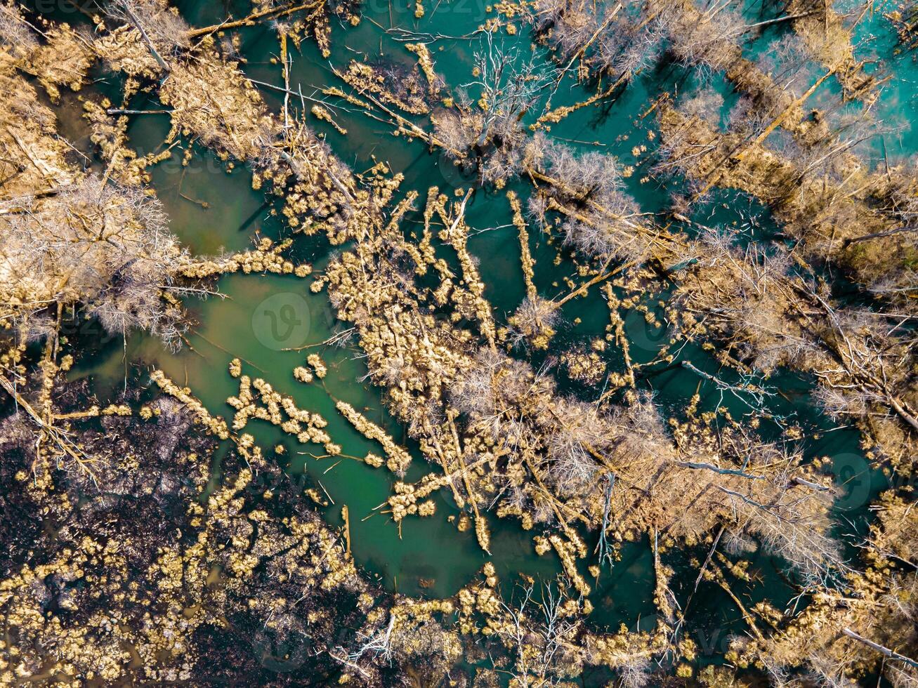 Aerial View of Wetland with Water Channels and Fallen Trees photo