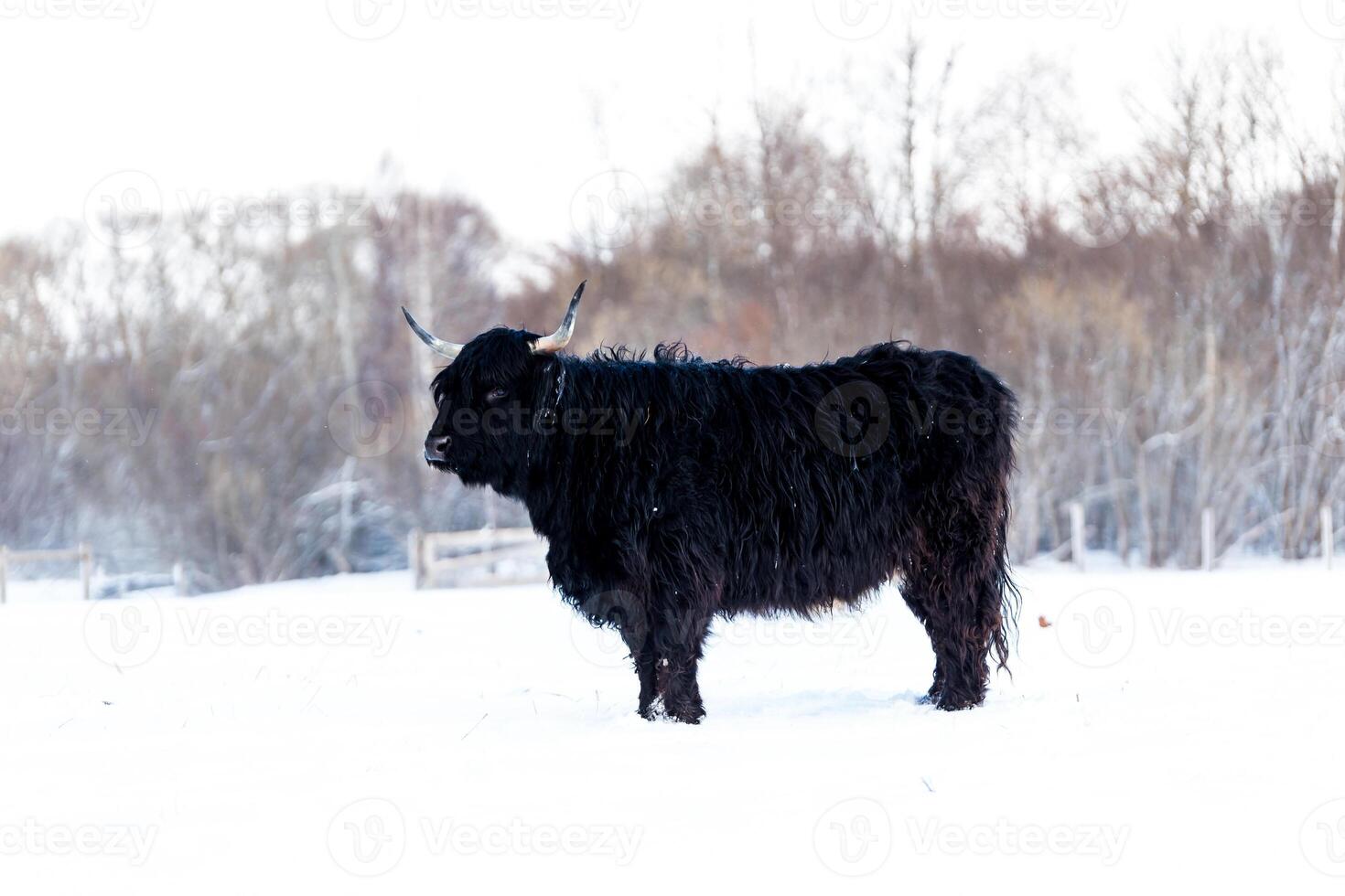 Black Highland Cow in Snow Covered Field with Leafless Trees photo