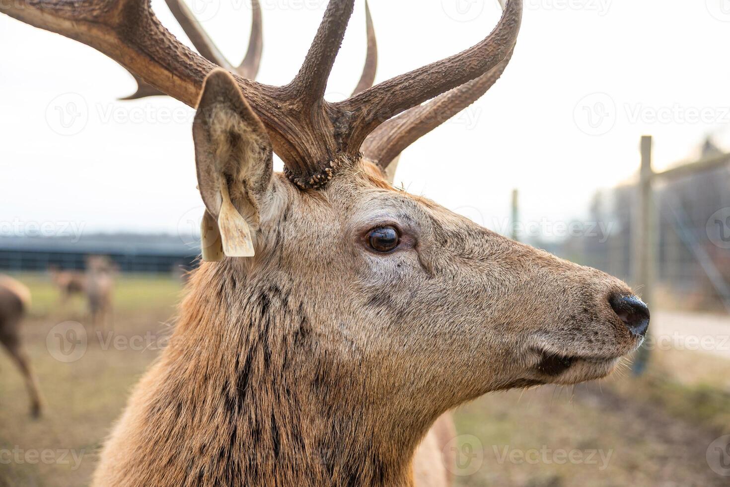 Close Up of Deer with Prominent Antlers in Outdoor Setting photo