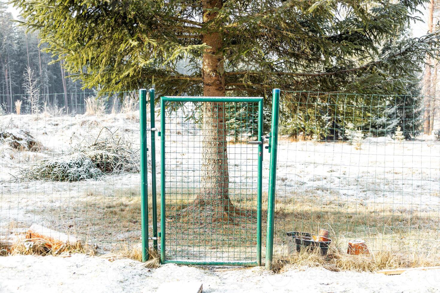 Green Metal Gate in Wire Fence with Frosted Ground and Evergreen Tree photo