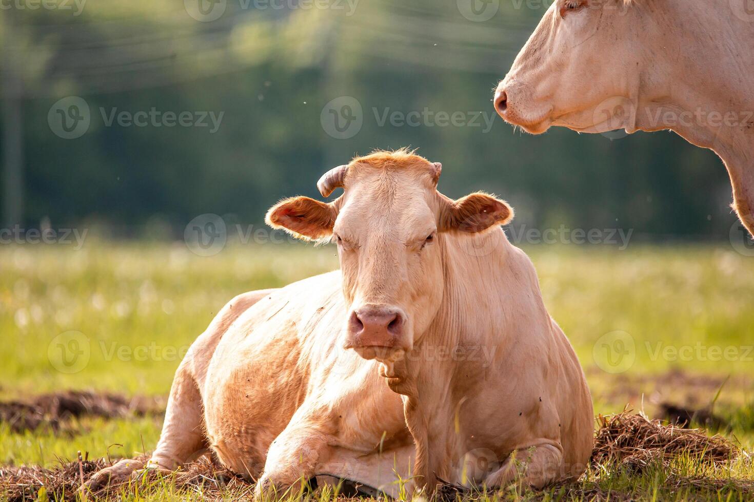 Light Colored Cow Resting on Grass in a Rural Agricultural Setting photo