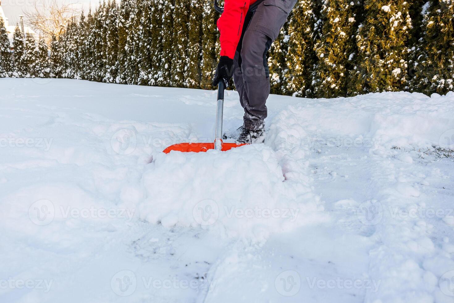 Person Shoveling Snow Near Evergreen Trees on a Sunny Day photo
