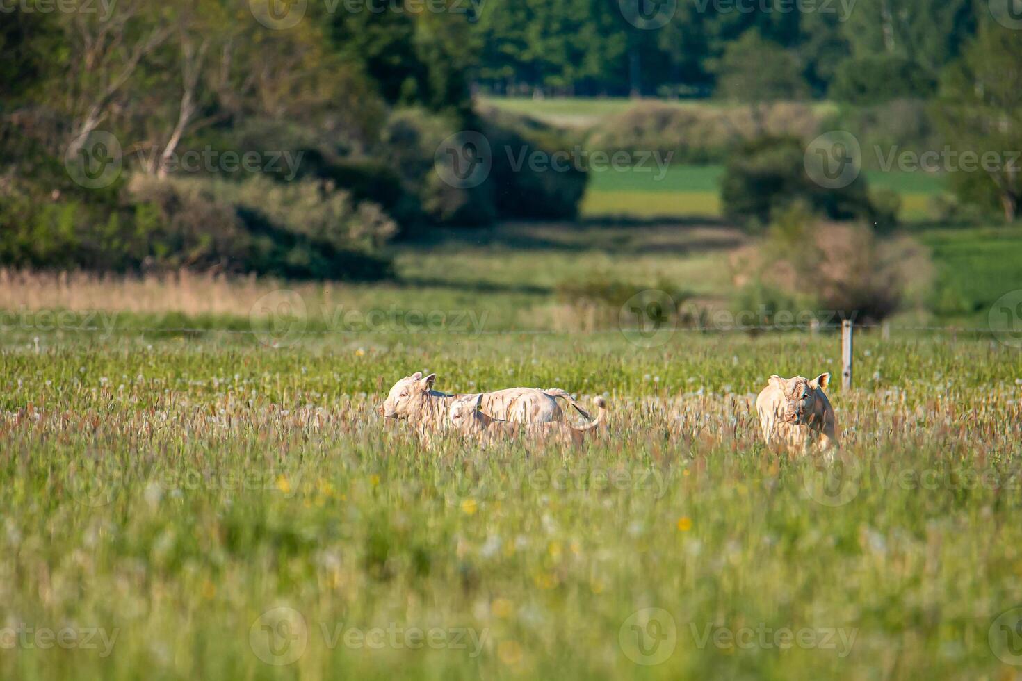 Three Light Colored Cows Grazing in a Grassy Field with Trees photo