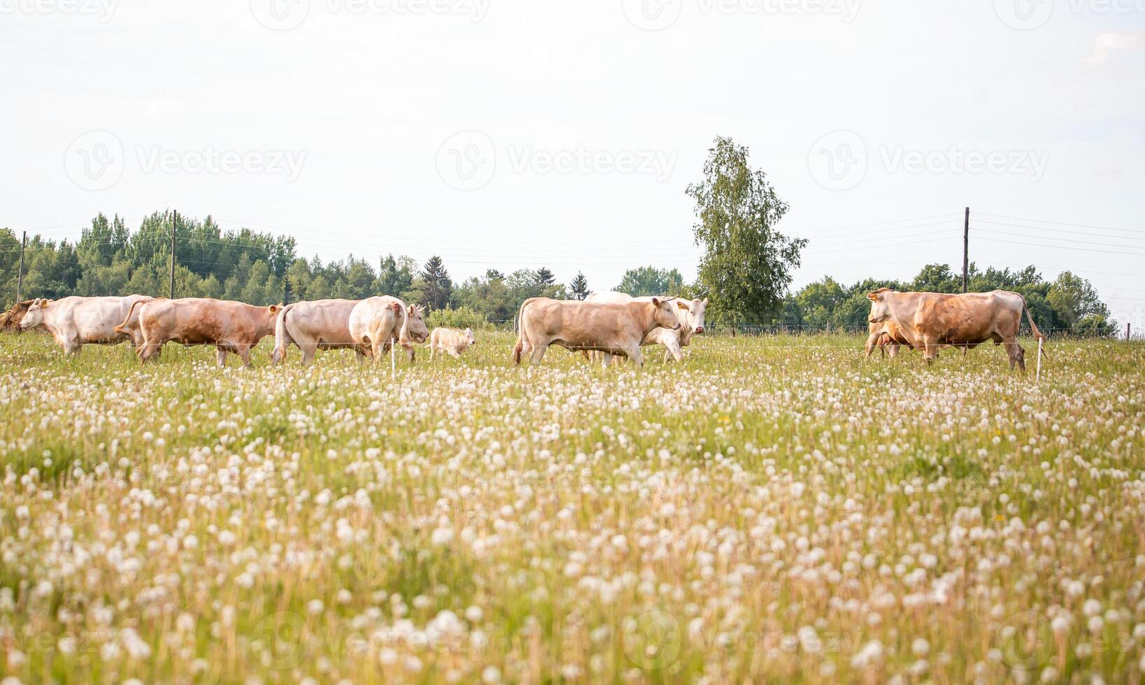 Cows Grazing in a Field with Wildflowers and Birch Tree Background photo
