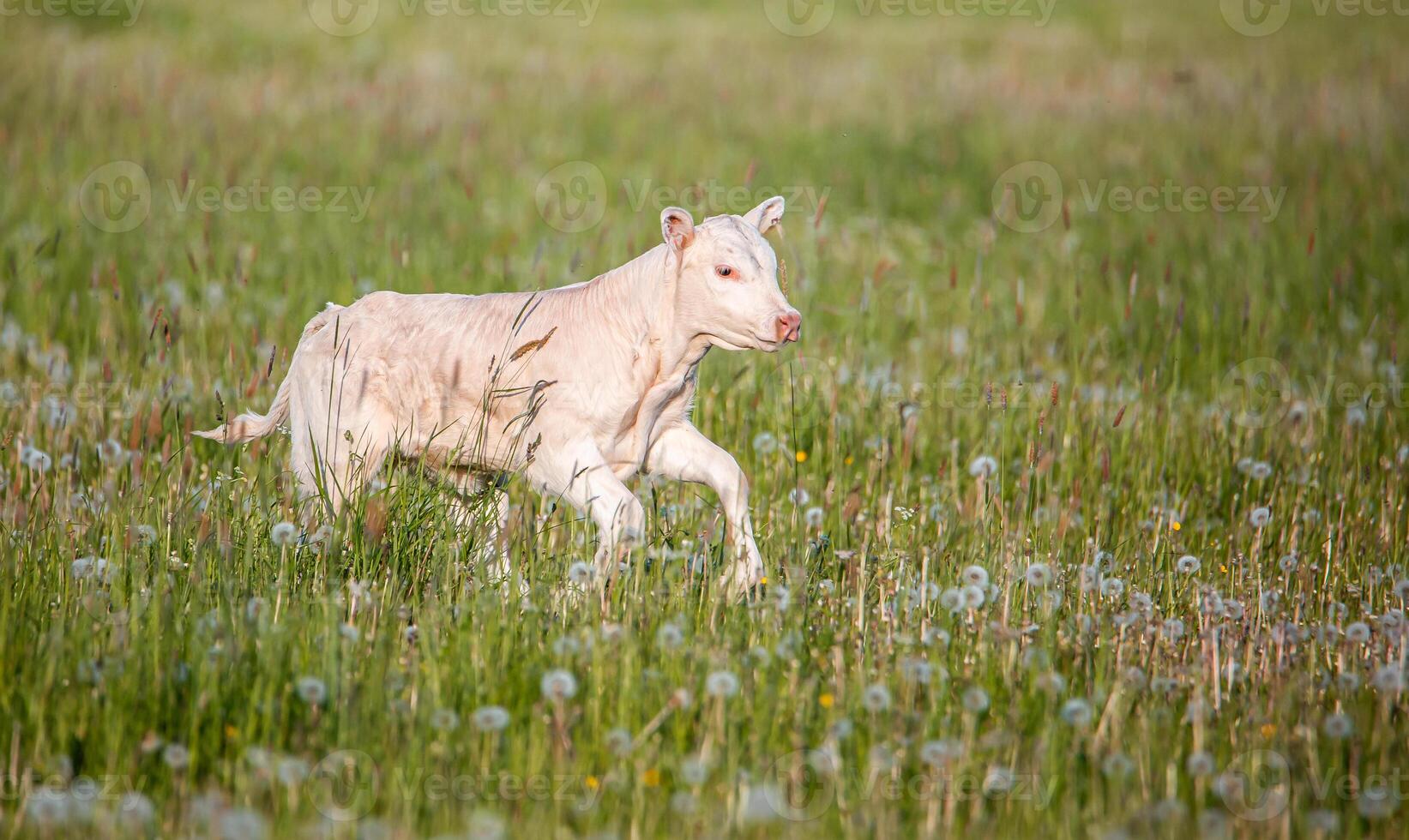 Young Light Colored Calf Walking in a Field of Tall Grass and Dandelions photo