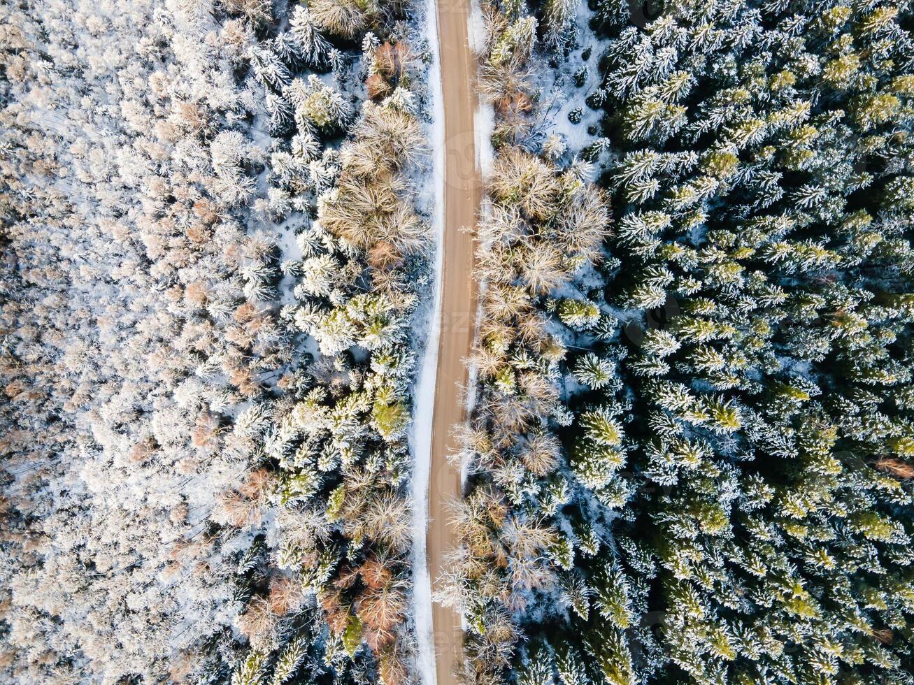 Aerial View of Snow Covered Forest with Divided Tree Density photo