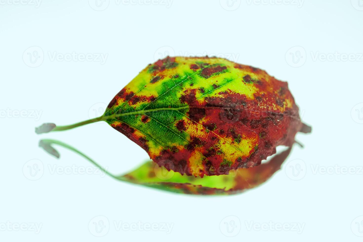 green dry autumn leaf , white color photo