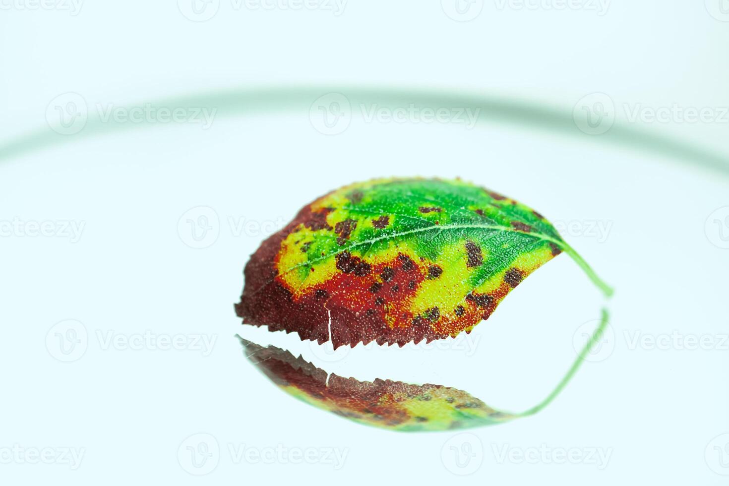 green dry autumn leaf , white background photo