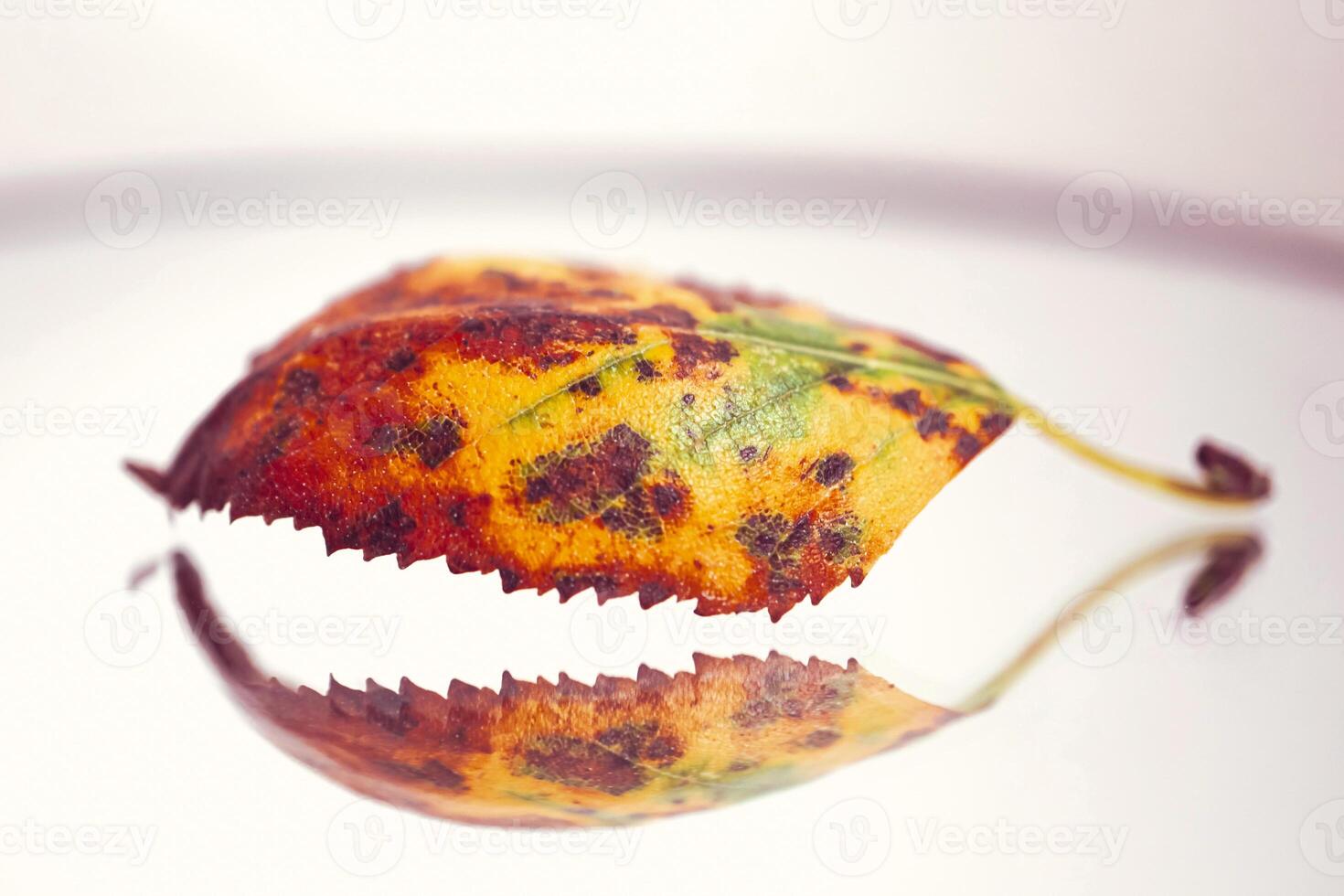 red dry autumn leaf photo