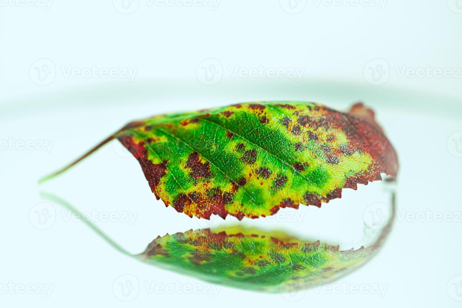 green dry autumn leaf , white photo