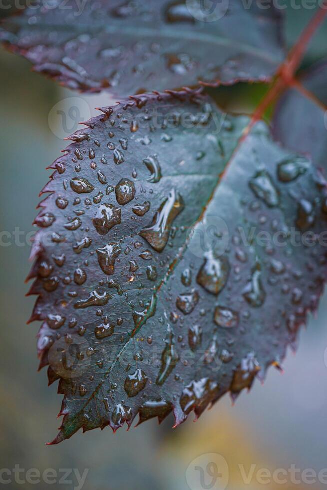 rose leaf with raindrops on rainy days, drops photo