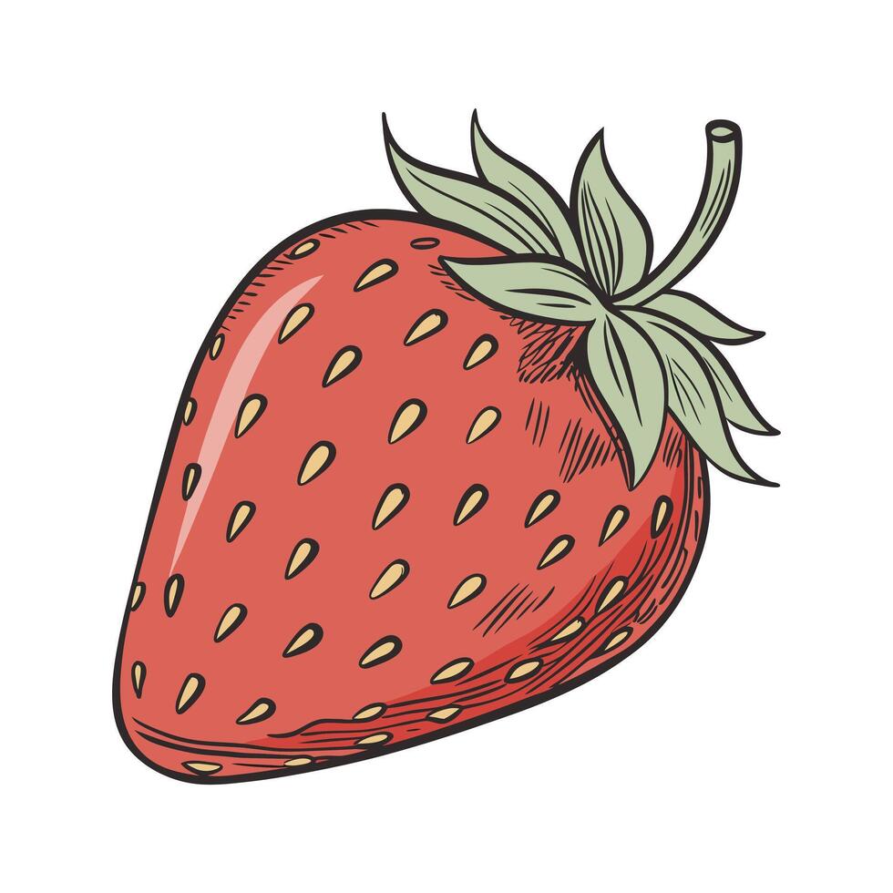 A strawberry is shown in a hand drawn style vector