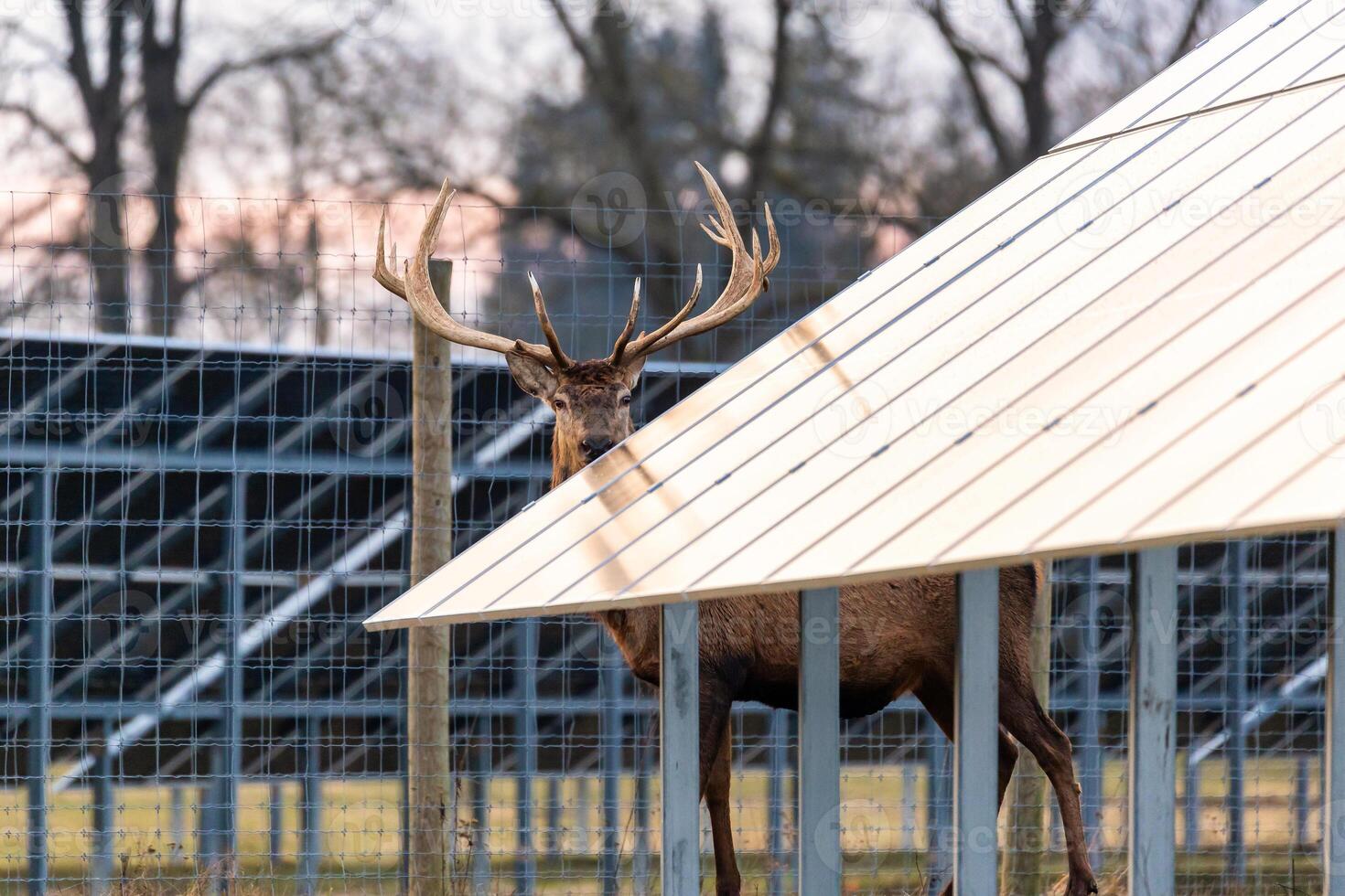 Deer with Antlers Visible Above Metal Structure in Managed Setting photo