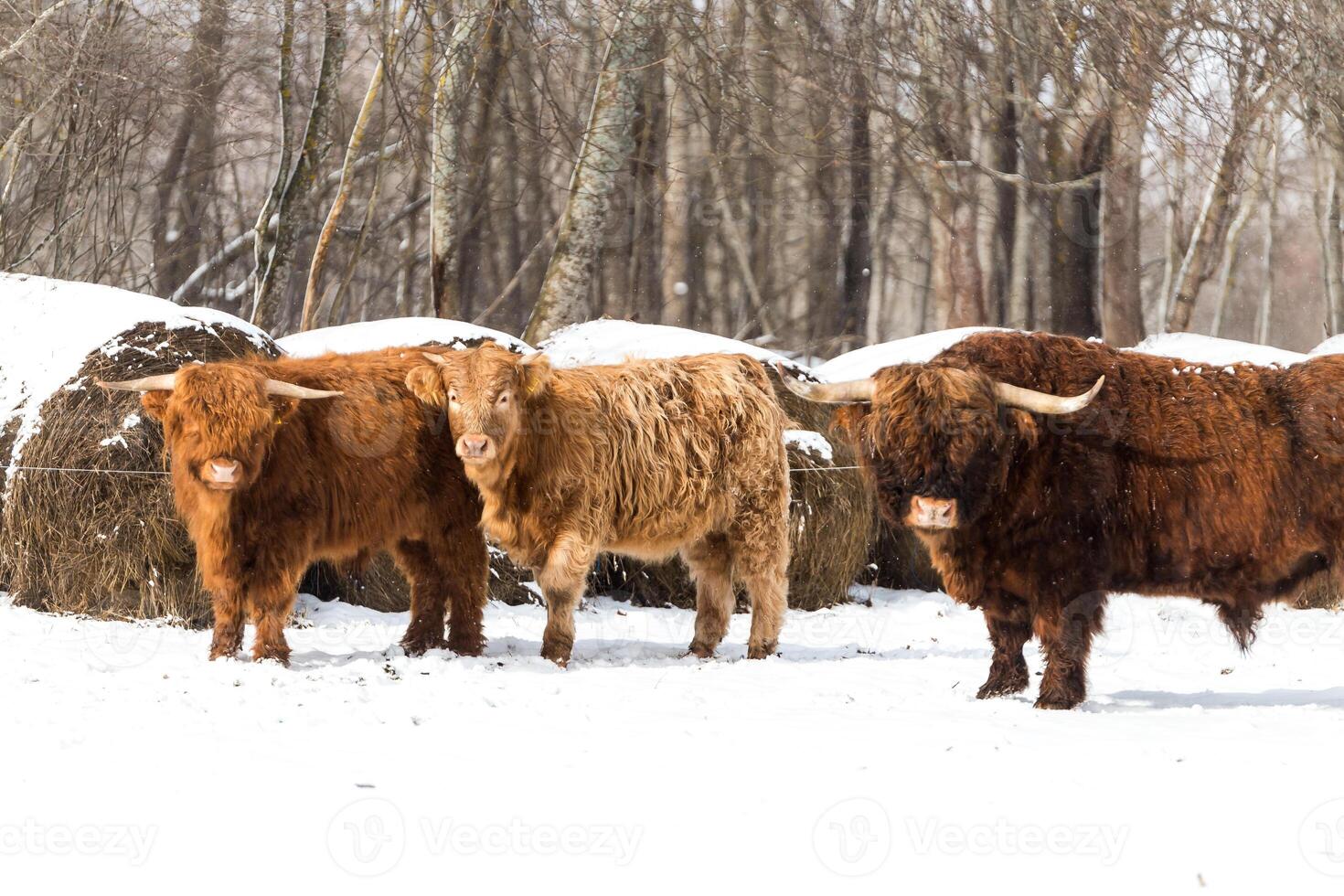 Highland Cattle in a Snowy Field with Hay Bales in Winter photo