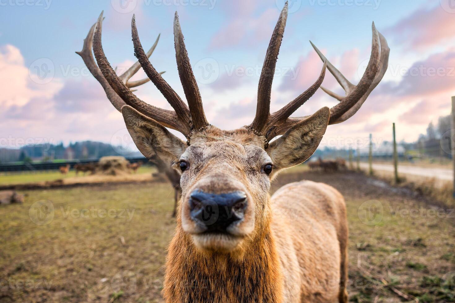 Deer with Prominent Antlers in an Open Field at Sunrise or Sunset photo