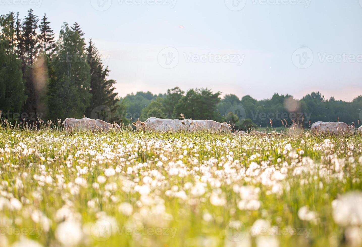 Sunlit Meadow with Grazing Cows and Dense Tree Line at Golden Hour photo