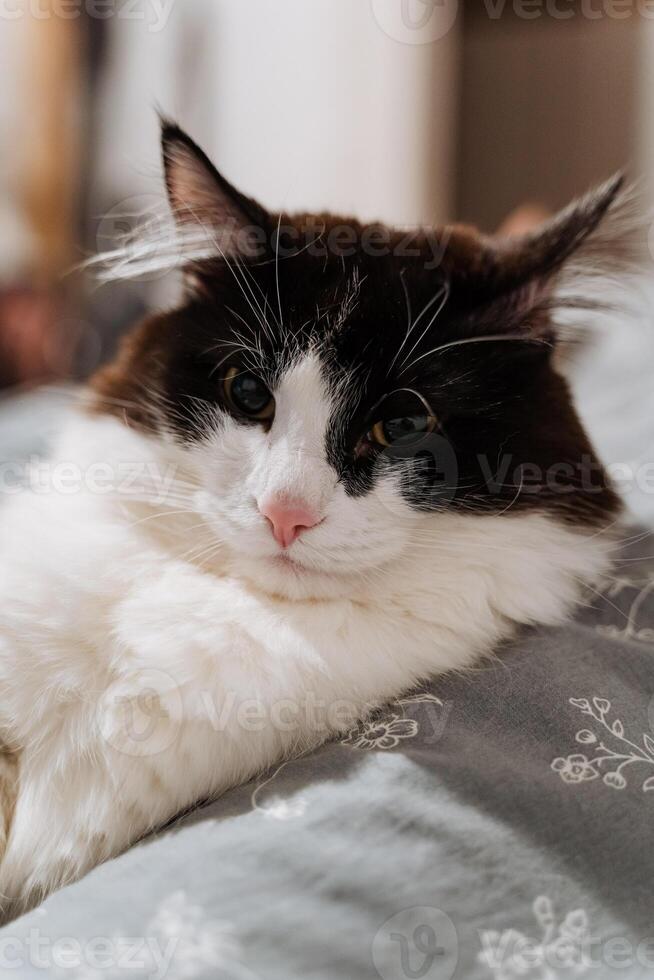 A black and white cat is comfortably laying on a soft bed, enjoying a peaceful moment of rest in its cozy surroundings, basking in a warm atmosphere before it starts to play photo