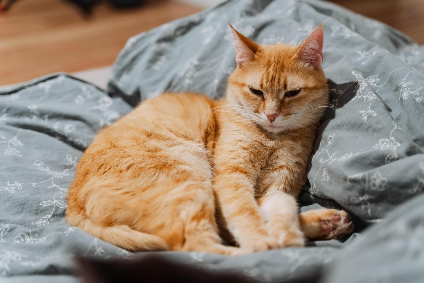 An adorable orange cat is comfortably laying on a cozy bed that is covered with a soft blue blanket, creating a perfect scene of relaxation and tranquility for this feline companion photo
