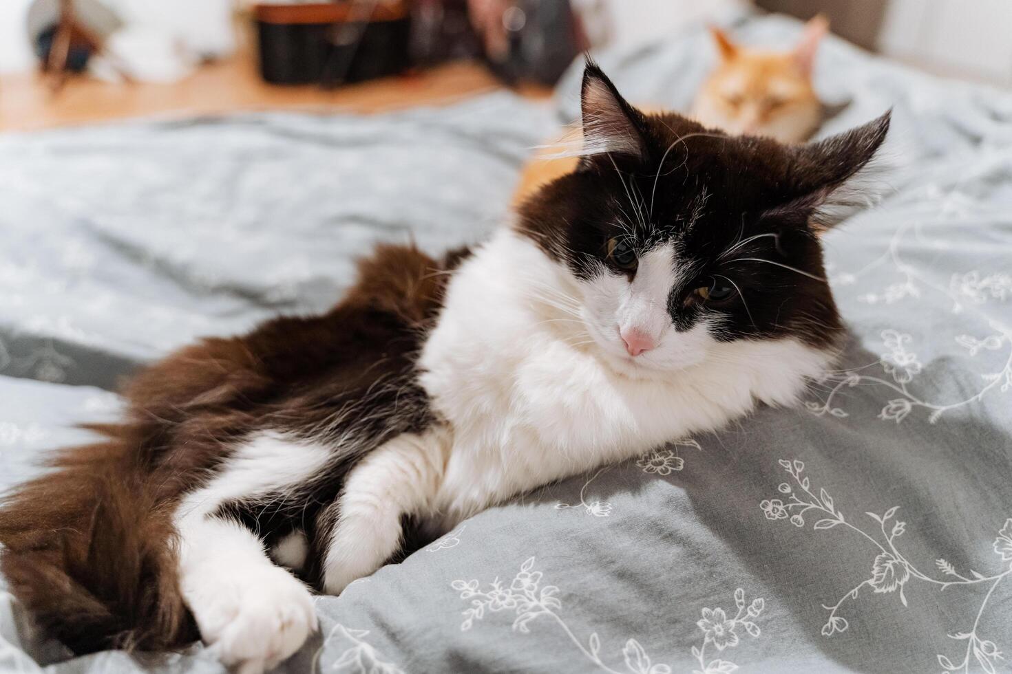 A charming black and white cat is comfortably laying on a soft, cozy bed, relishing its time in a nice, relaxed position, fully at ease and content, enjoying the warmth of its surroundings photo