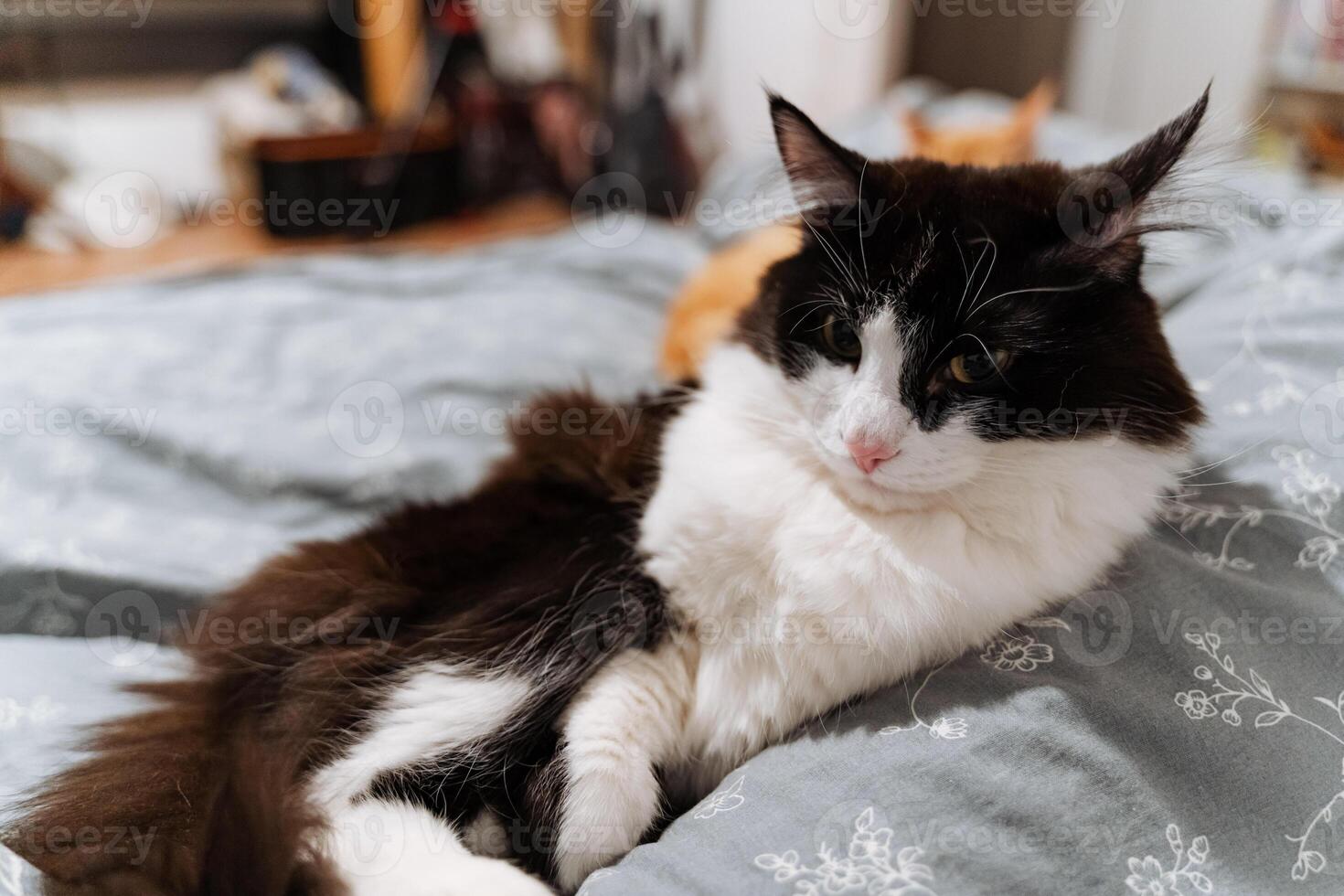A black and white cat is comfortably laying on a soft bed, enjoying its relaxation time and perhaps dreaming of playful adventures or chasing after interesting objects around the house photo
