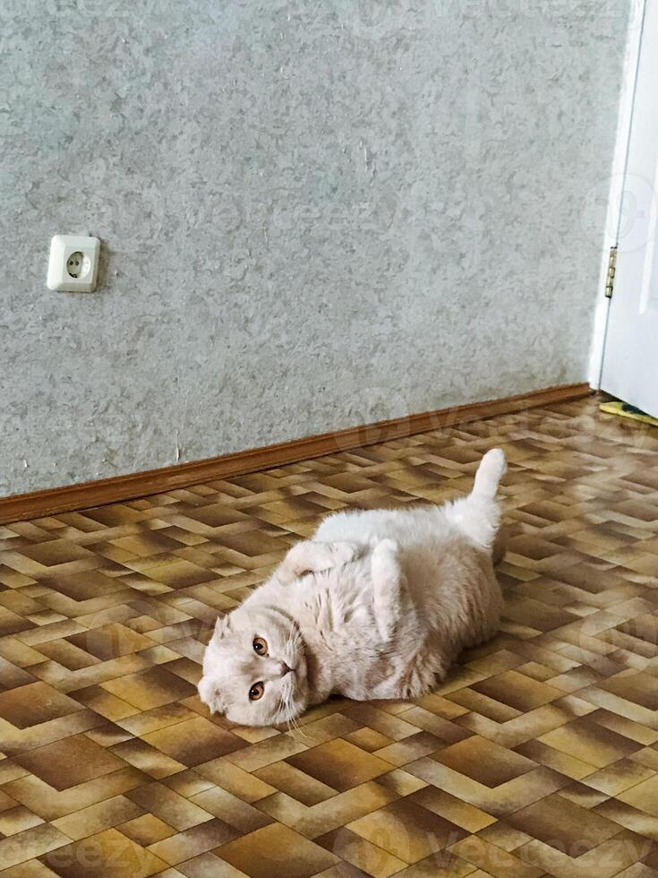 A fluffy cat, its fur soft and luxurious, lies comfortably on its back atop a rustic wooden floor, basking in the warm sunlight and embracing a serene moment in the cheerful suns rays photo