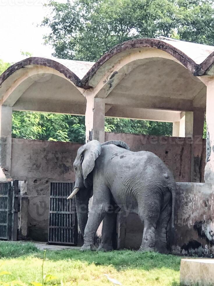 An elephant standing in front of a building with arches photo