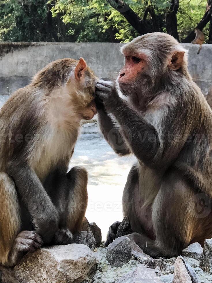 Two playful monkeys are sitting together on a large rock, their eyes intently locked as they gaze at each other, fully engaged in a fascinating moment of curiosity and connection photo