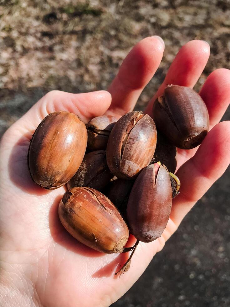 A person is confidently holding a large and impressive bunch of acorns tightly in their hand, showcasing the beautiful and natural produce they have carefully gathered from the forest photo