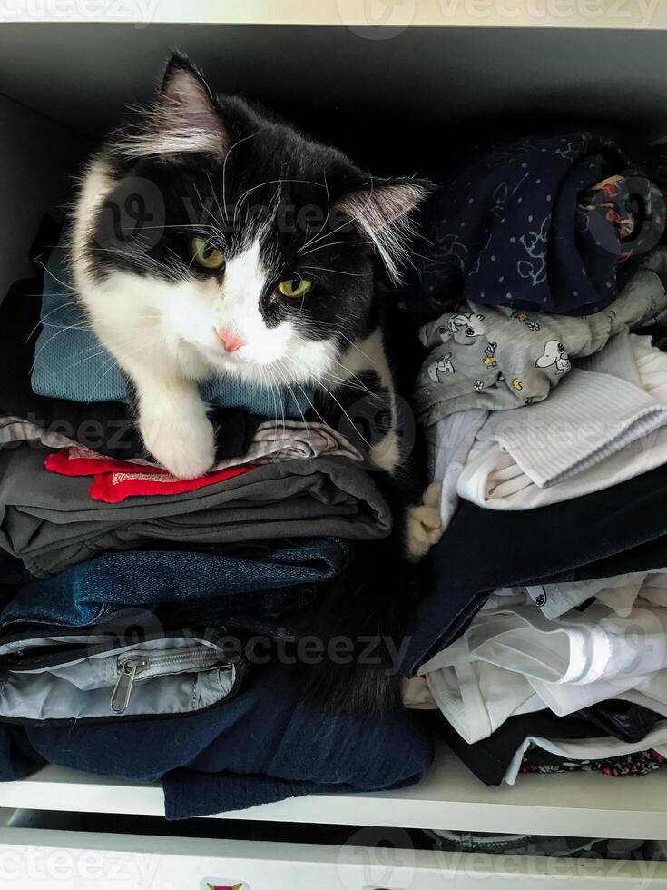 A fluffy black and white cat is currently resting comfortably on a pile of assorted clothes, thoroughly enjoying the cozy warmth provided by the soft fabric all around it photo