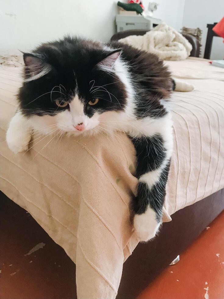 A black and white cat is comfortably laying on a cozy bed, enjoying its precious time relaxing in a warm and inviting spot, where it can peacefully rest while taking in its surroundings photo