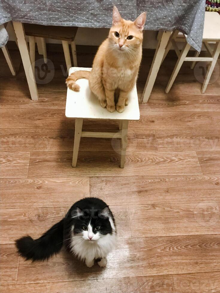 In a cozy and inviting room, a fluffy cat is comfortably perched on a wooden stool, right next to another adorable cat, creating a lovely and heartwarming scene for all onlookers to admire photo