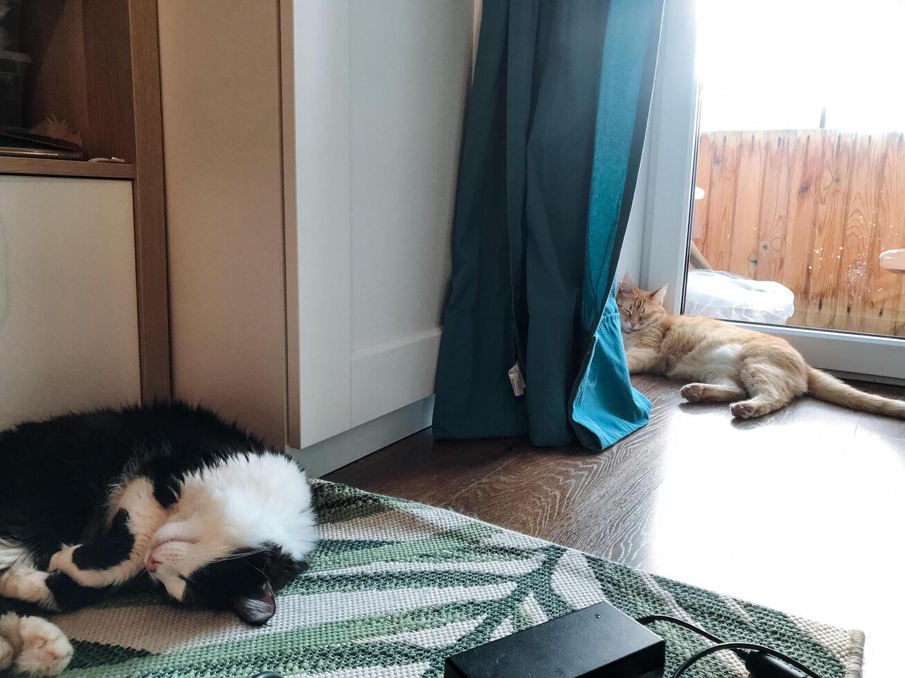 In a cozy living room environment, two charming cats are comfortably laying on the soft floor, enjoying their surroundings and basking in the lovely warmth and comfort of the inviting space photo