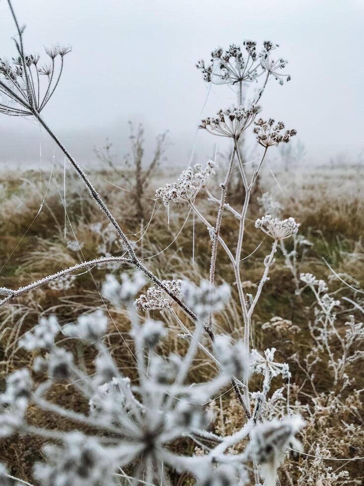 This stunning closeup features a delicate plant covered in intricate frost patterns, set against a peaceful winter field, evoking tranquility and calm during the cold season photo