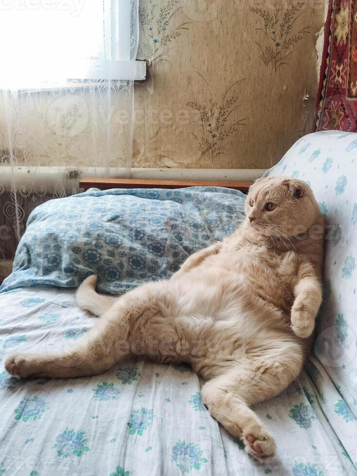 A fluffy cat is leisurely relaxing on its back in a wonderfully cozy bed, enjoying the soft touch of the linens, exuding tranquility and bliss as it drifts peacefully into a gentle nap photo