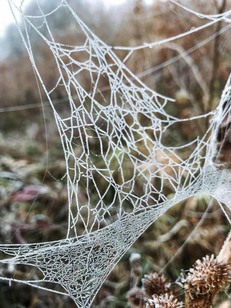 The image captures a stunning closeup view of a delicate spider web that is intricately woven and beautifully adorned with glistening frost, showcasing its natural beauty photo