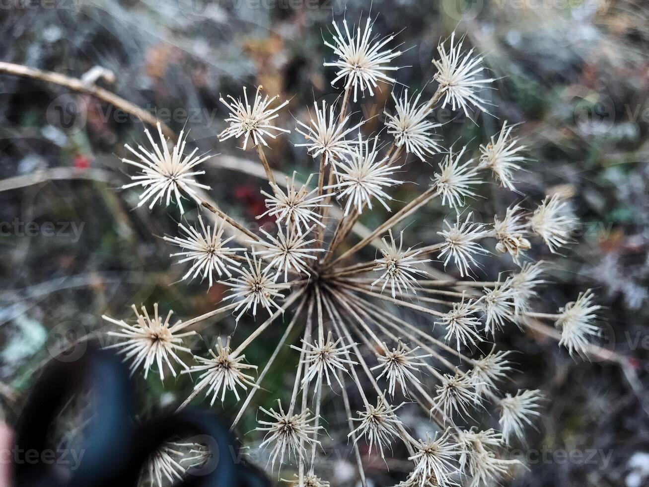 Here is a detailed closeup image showcasing a vibrant plant that is adorned with a multitude of delicate and small white flowers, each contributing to its overall beauty photo