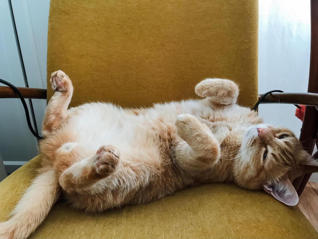 A fluffy cat is comfortably laying on its back on a cozy chair, its paws relaxing and fur glistening, enjoying a peaceful moment of leisure and comfort in a warm environment photo