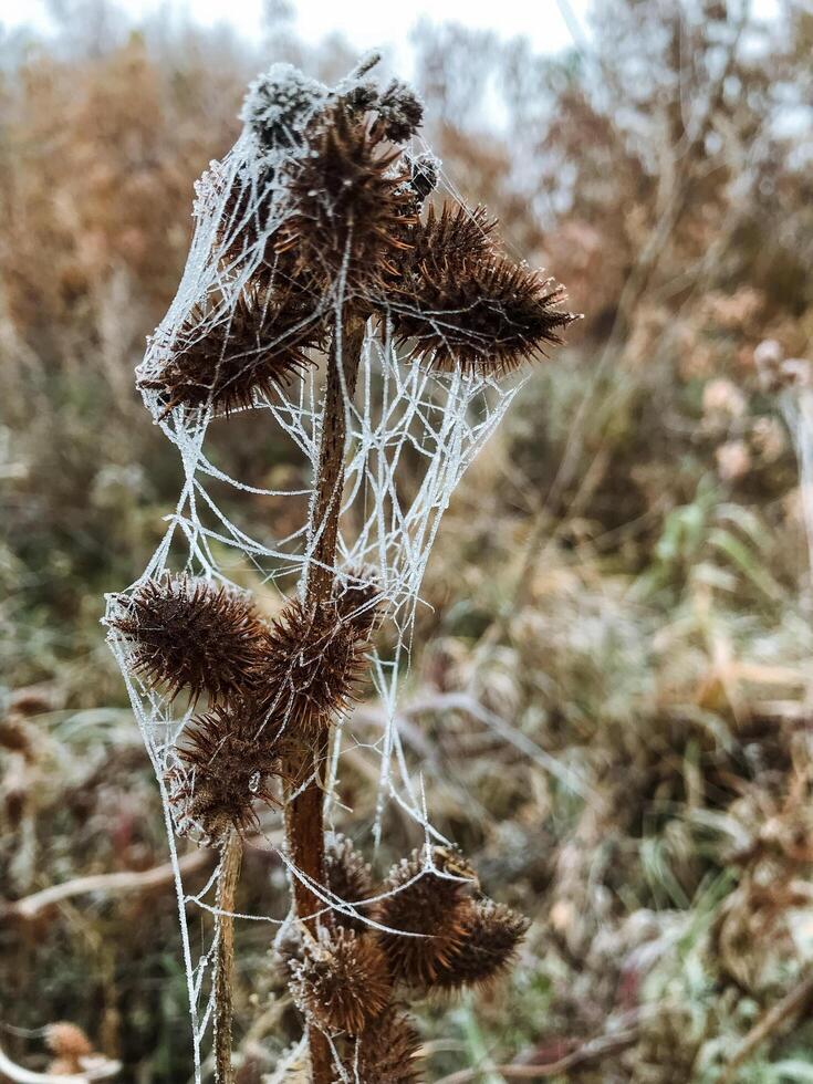 This image captures a closeup view of a vibrant plant adorned with a delicate spider web intricately woven onto its surface, highlighting natures beauty and craftsmanship photo