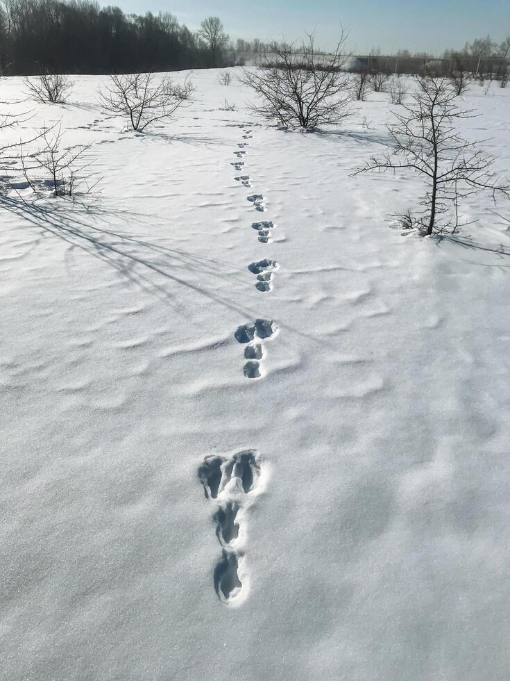 Beautiful footprints in fresh snow extend across a serene winter landscape, with tall trees in the background enhancing the tranquil scene and evoking feelings of peace and wonder photo