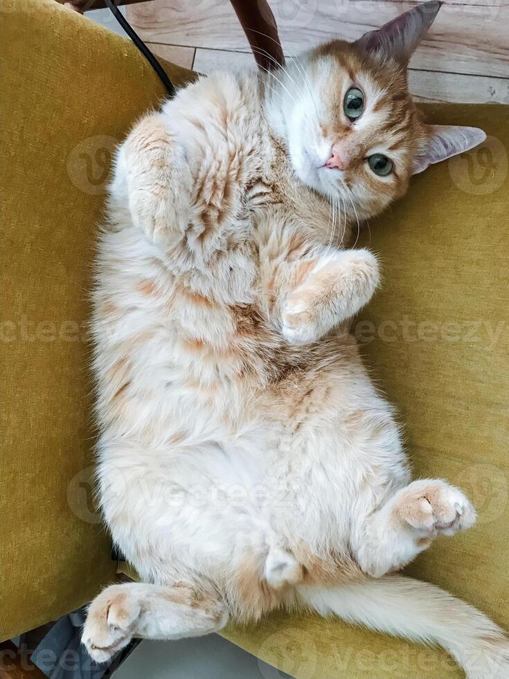 A fluffy and adorable cat is comfortably laying on its back on a bright yellow chair, fully enjoying the warmth and coziness of the perfect spot it has chosen for a little relaxing time photo