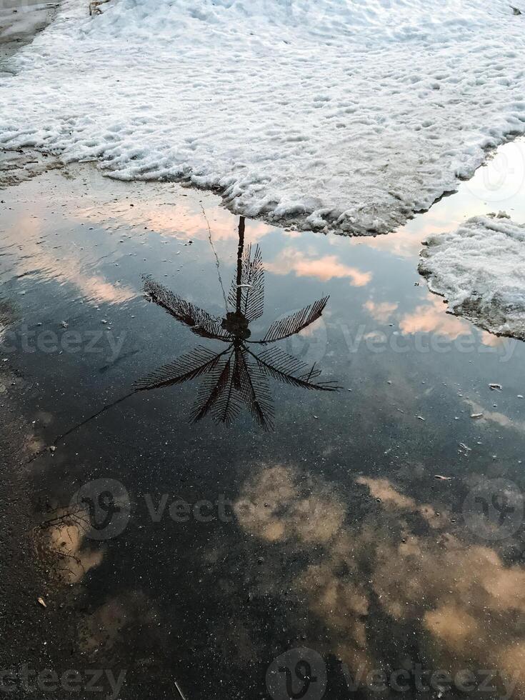 In a tranquil moment, the delicate and vibrant body of a dragonfly is beautifully reflected in a still puddle of water, creating a mesmerizing image of natures artistry photo