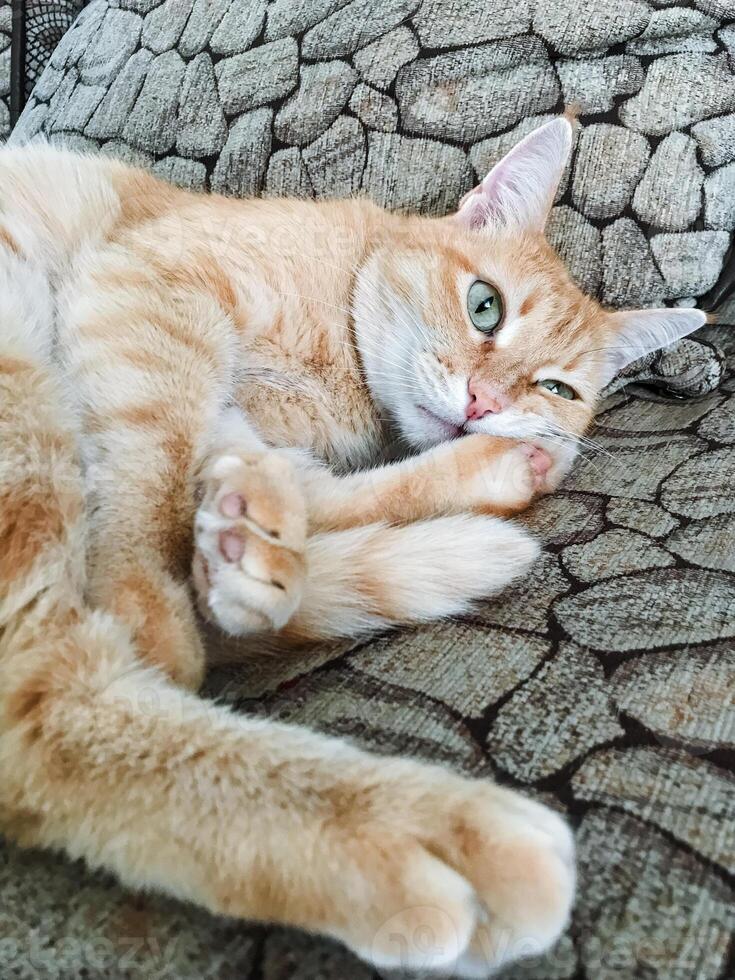 A fluffy and utterly adorable cat is comfortably laying on its back, sprawled out on a cool stone floor, thoroughly enjoying its relaxation time in a warm and cozy environment photo