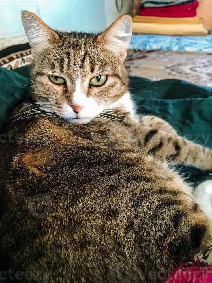 A fluffy cat is comfortably laying on a plush green blanket that is spread across a cozy bed, fully enjoying the warmth and tranquility of its serene surroundings, feeling at peace photo