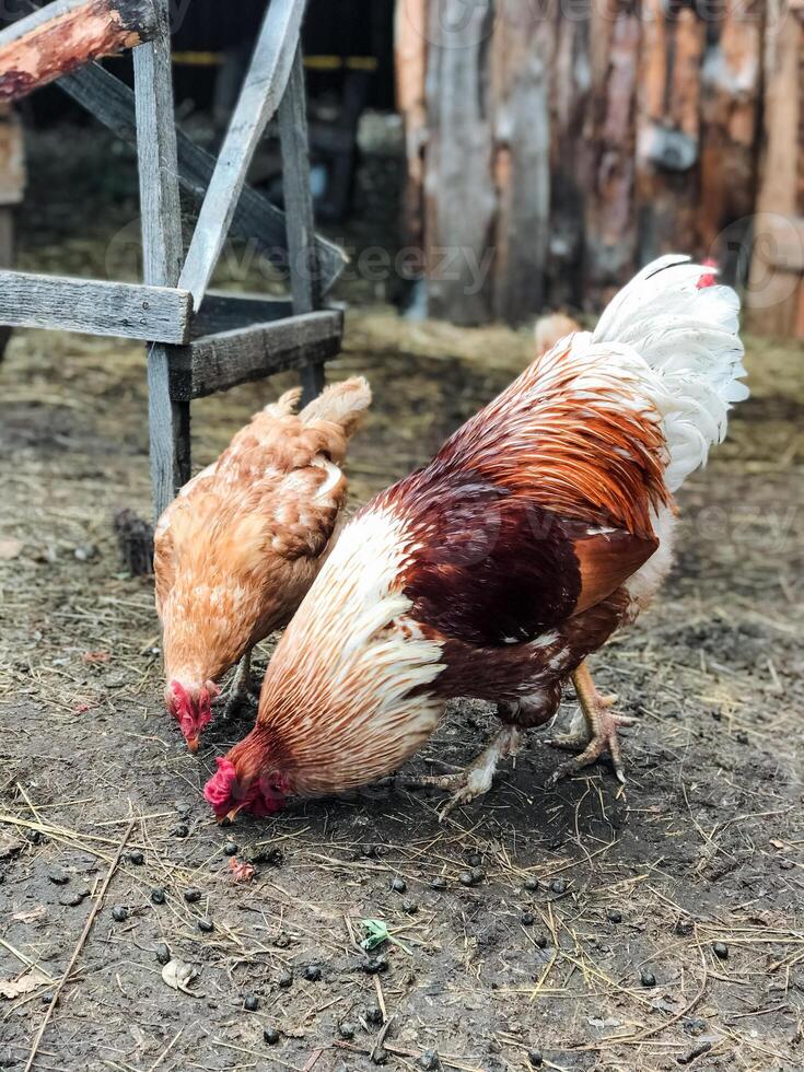 Two chickens are standing closely next to each other in a cozy and warm chicken coop, which provides them with enough shelter and a secure place to rest and freely roam around together photo