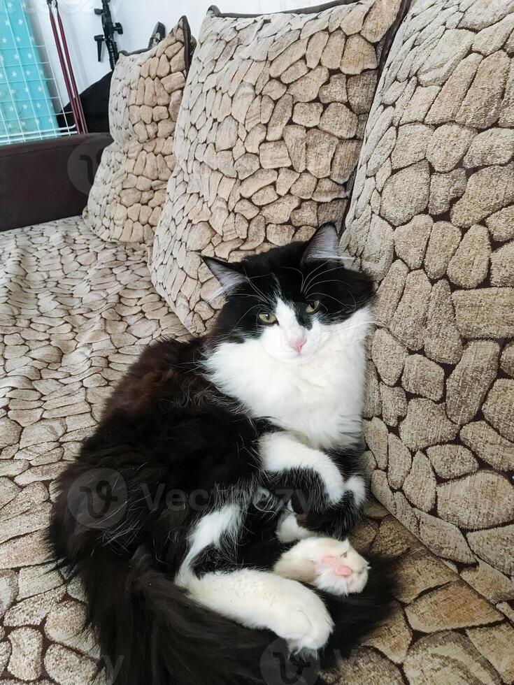 A fluffy black and white cat is comfortably laying on a cozy couch, enjoying its time and finding a perfect spot to relax and unwind in the warm atmosphere of the living room photo