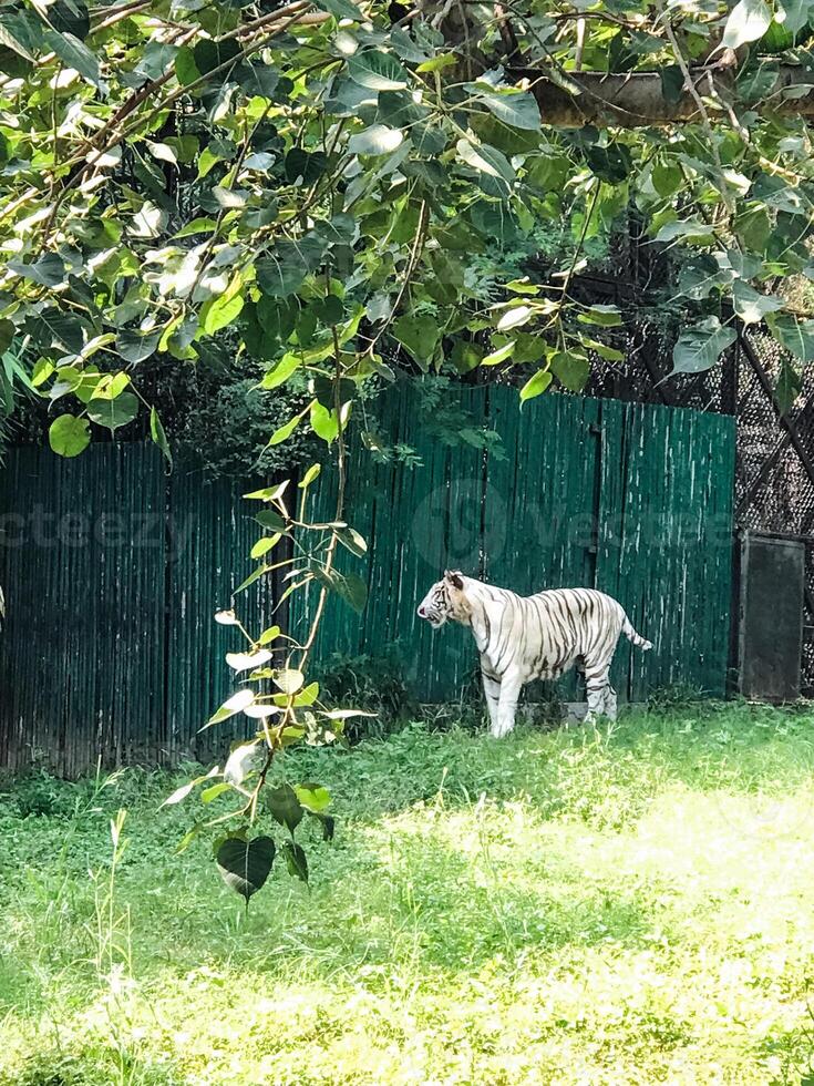 A majestic white tiger is confidently standing in the tall grass, elegantly positioned in front of a vibrant green fence that adds to the picturesque scene of its surroundings photo