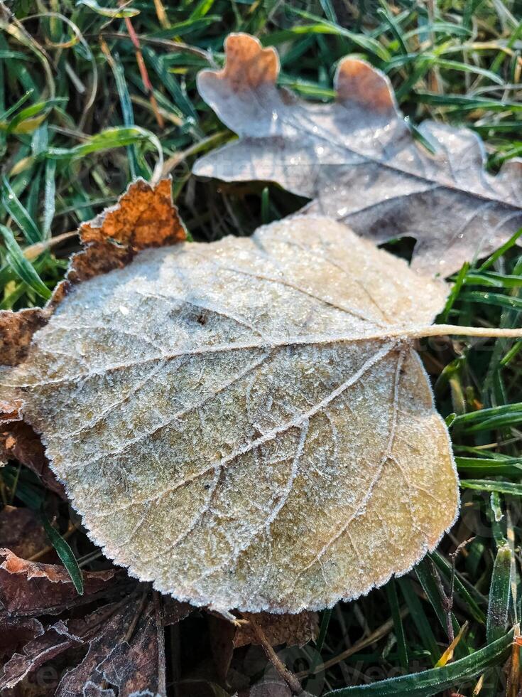 A frozen leaf is delicately laying on the soft, green grass, showcasing the beauty of nature in autumn, a reminder of the changing seasons and resilience of perennial plants photo